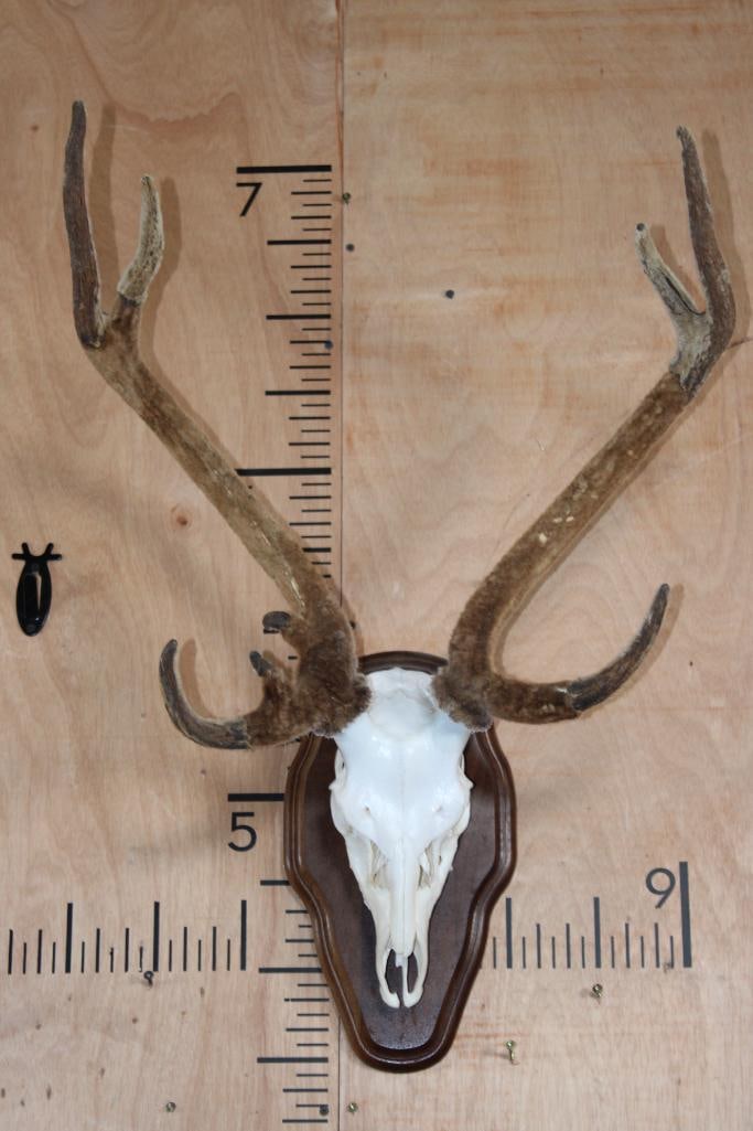 8-Point AXIS DEER Skull in Velvet on a Wood Plaque: Nice 8-Point AXIS DEER Skull in Velvet. It has a 21" Spread and is mounted on a Wood Plaque. It has a few antler repairs. TAXIDERMY SKULLS 