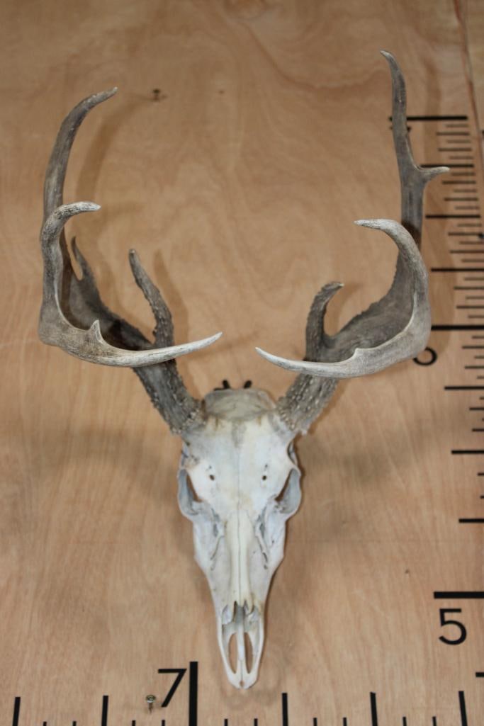 10-Point WHITETAIL DEER Skull (1 of 7)