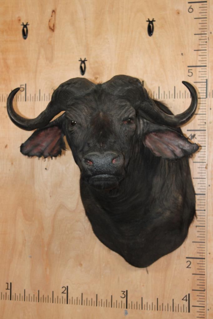 CAPE BUFFALO Shoulder Mount: CAPE BUFFALO Shoulder Mount with a 31.5" Spread. It has right ear damage. TAXIDERMY 