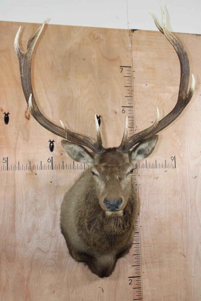Big 12-Point RED STAG Shoulder Mount: Nice and Big 12-Point RED STAG Shoulder Mount. It has a 38" Spread and is in Good Condition. TAXIDERMY 