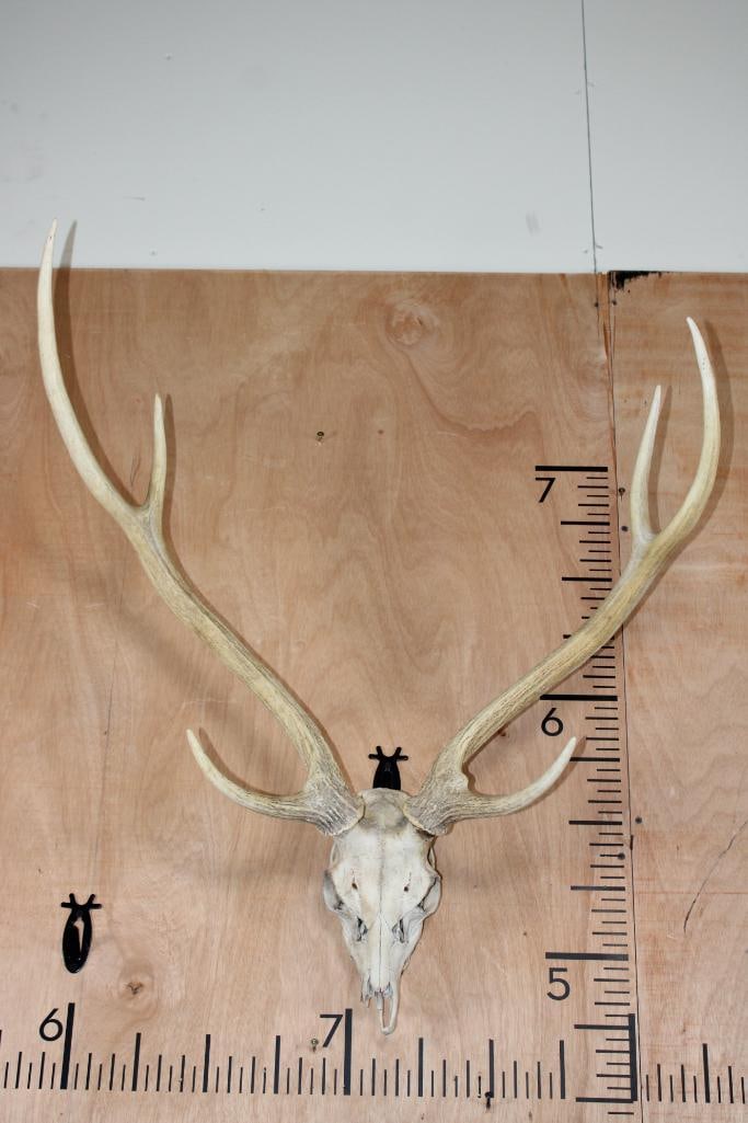 AXIS DEER Skull: AXIS DEER Skull with a 28.5" Spread. It has nose damage and is missing 2 teeth. 