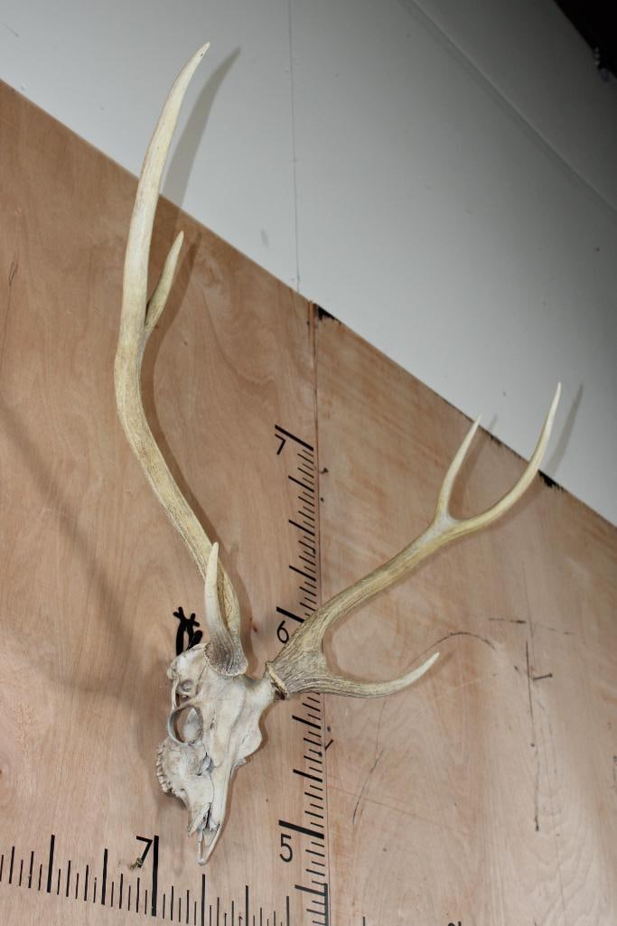 AXIS DEER Skull - 2
