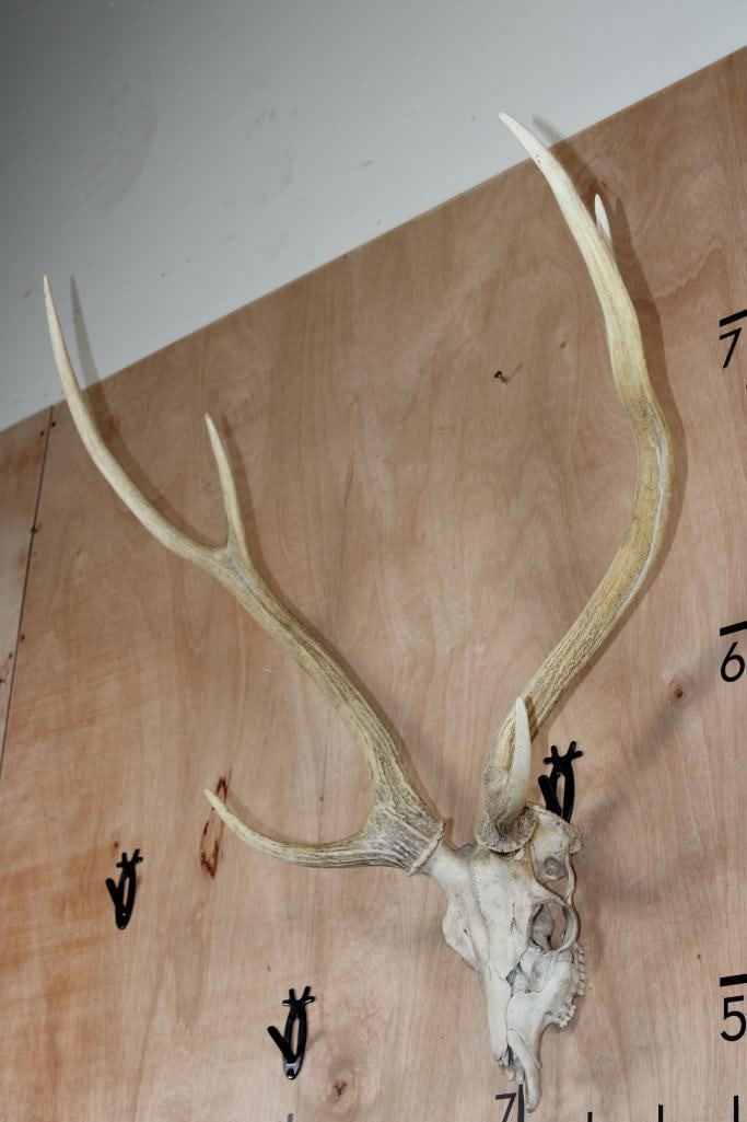 AXIS DEER Skull - 3