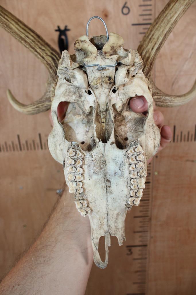 AXIS DEER Skull - 7