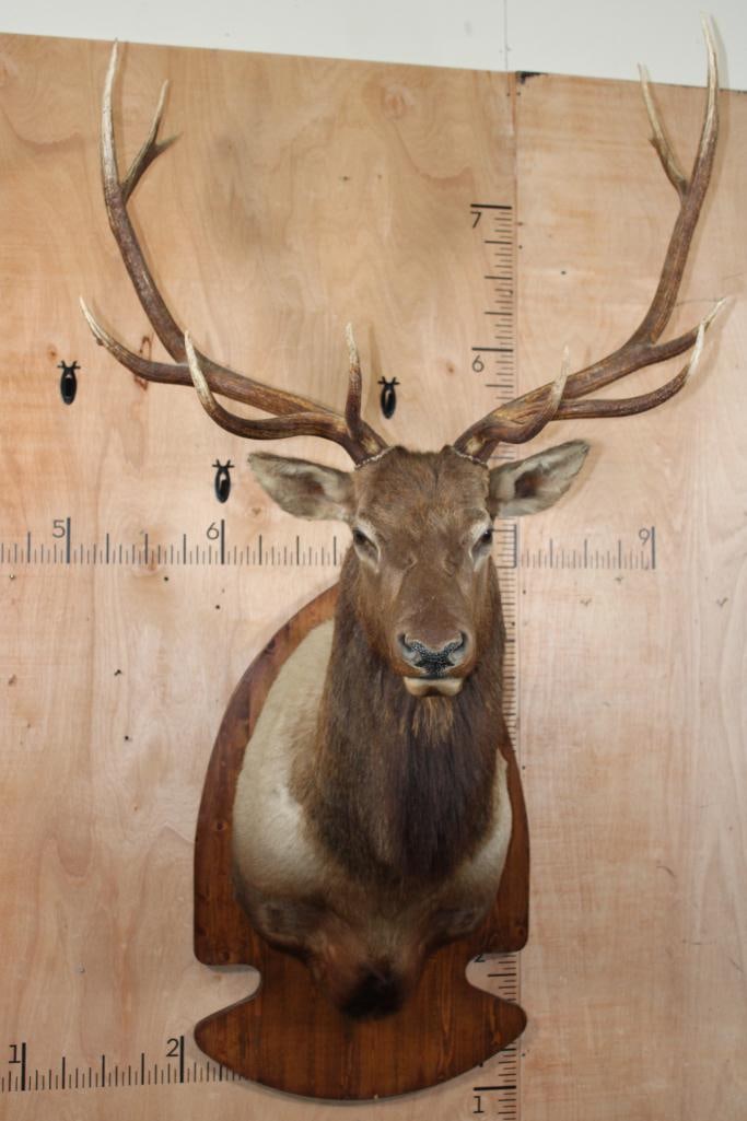Big 12-Point ELK Shoulder Mount on an Arrowhead Shaped Wood Plaque (1 of 8)