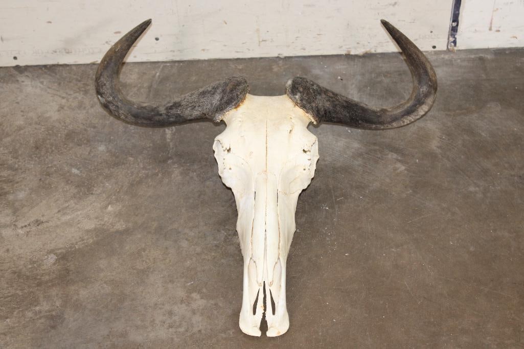 BLUE WILDEBEEST Skull: BLUE WILDEBEEST Skull with most of its Teeth and a 25.5" Spread. TAXIDERMY 