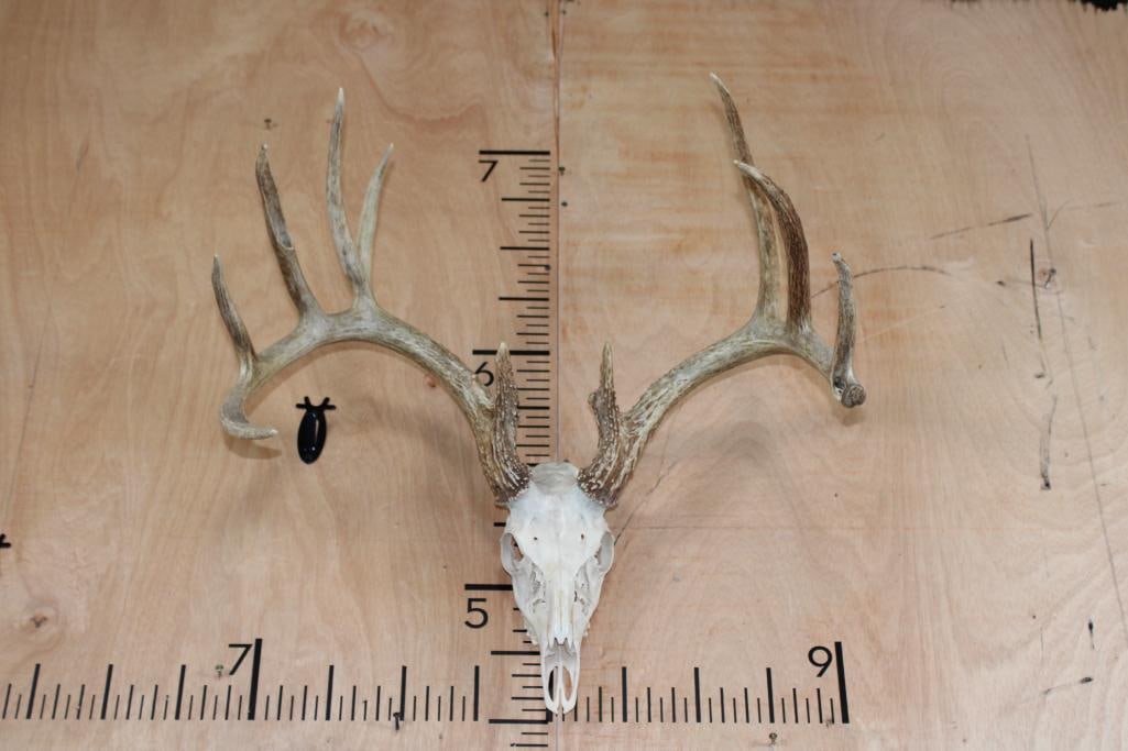 Big 11-Point WHITETAIL DEER Skull: Big 11-Point WHITETAIL DEER Skull. It has a 24" Spread and is missing 4 teeth. There is a Wire Hanger for display. TAXIDERMY SKULLS 