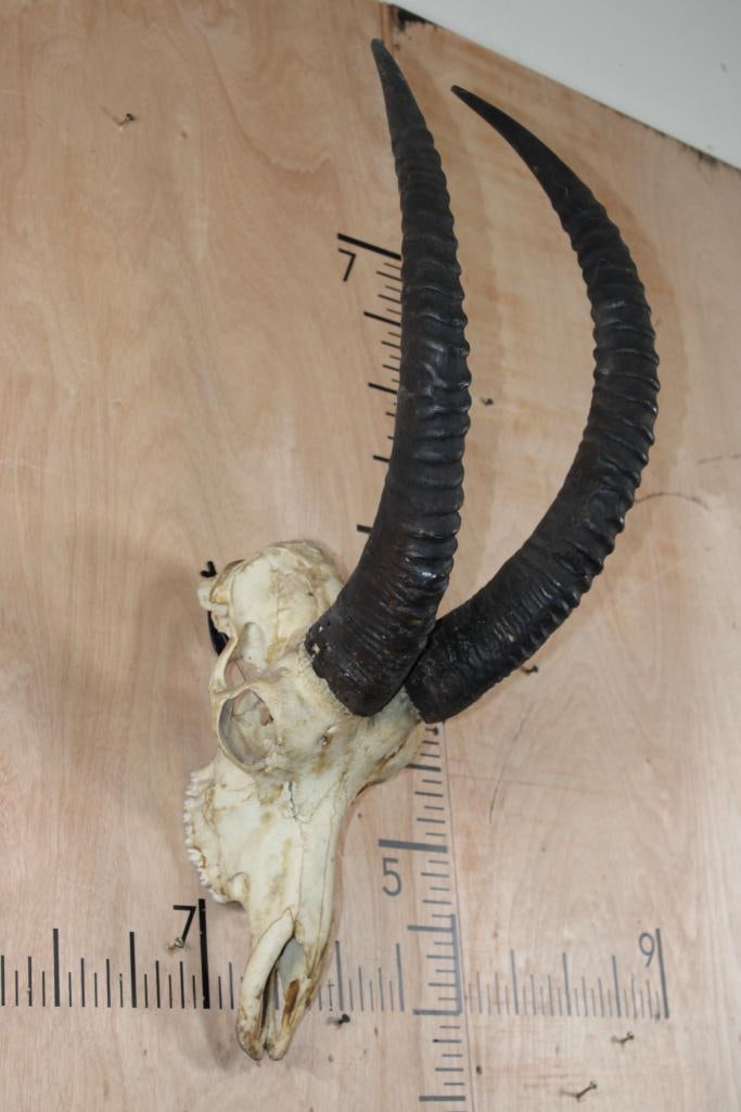SABLE Skull: Sable Skull with a Wire Hanger. The Right Horn measures 27.25" Long and the Left Horn measures 27.75" Long. TAXIDERMY SKULLS 