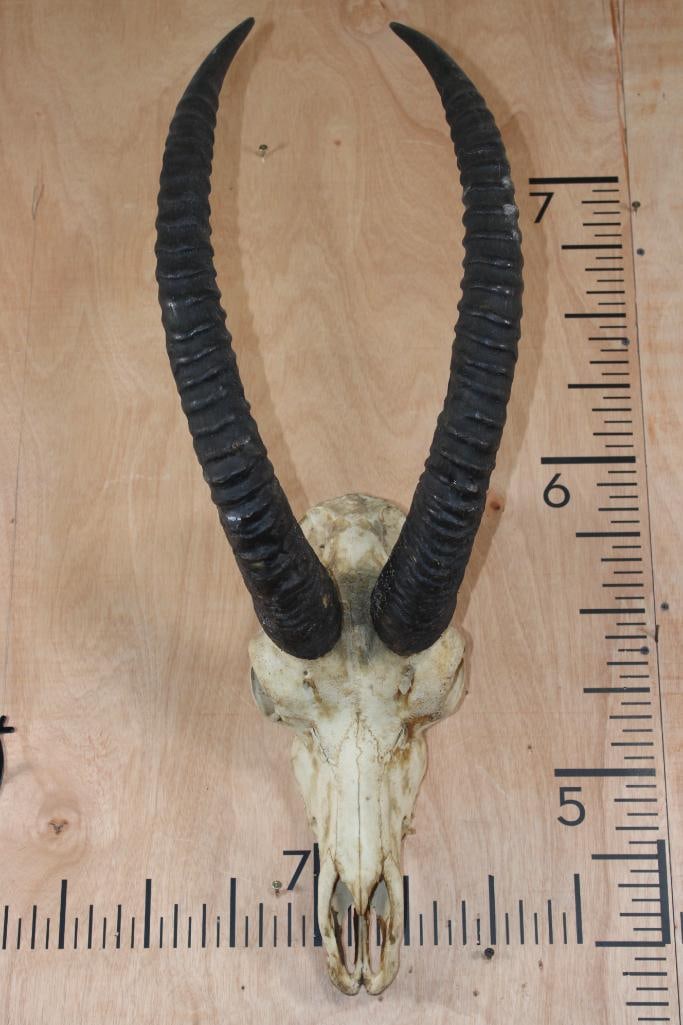 SABLE Skull - 2