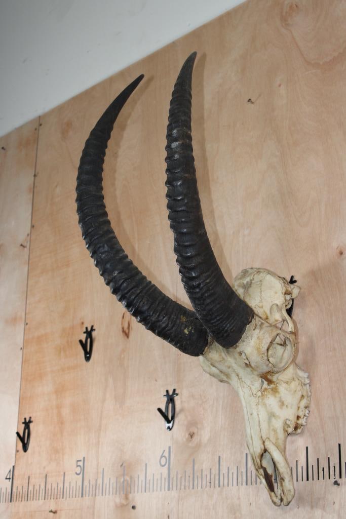 SABLE Skull - 3
