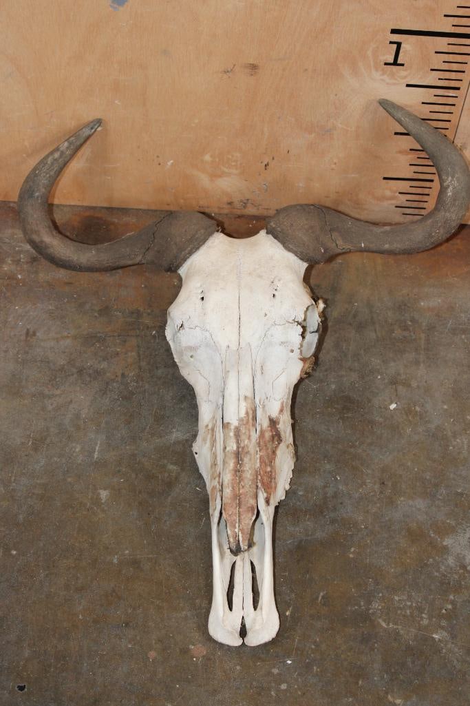 BLUE WILDEBEEST Skull: BLUE WILDEBEEST Skull with a 20.5" Spread. It is missing several teeth. TAXIDERMY SKULLS 
