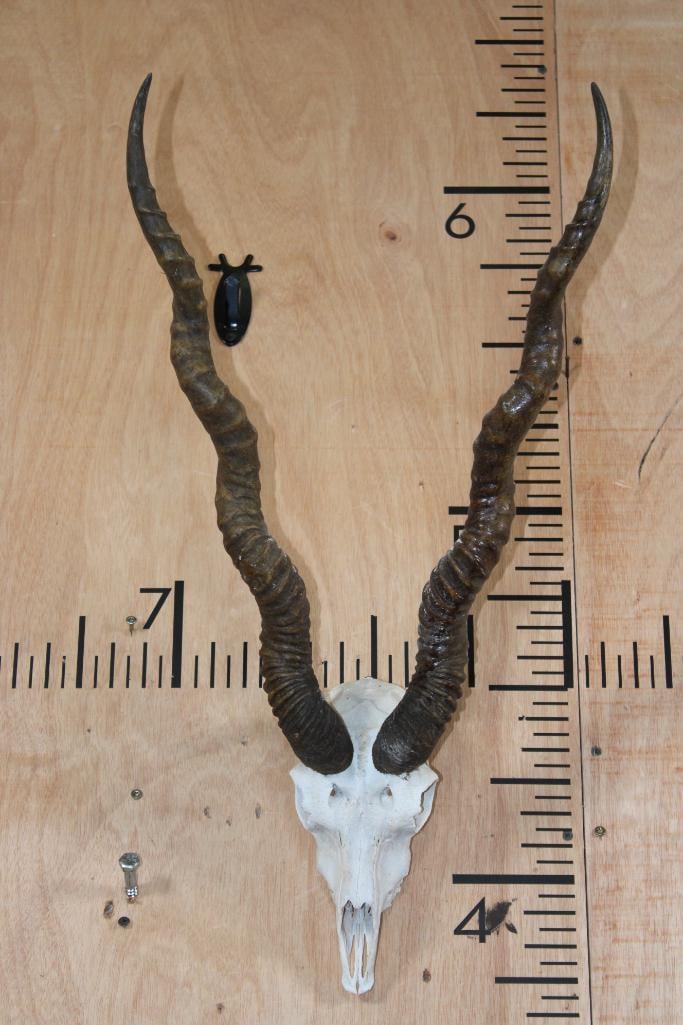 BLACKBUCK Skull with Removable Horns: Very Respectable BLACKBUCK Skull with Removable Horns. The Right Horn measures 28" around the Spiral Ridge. The Left Horn measures 27.5" around the Spiral Ridge. It has a Wire Hanger and is missing se