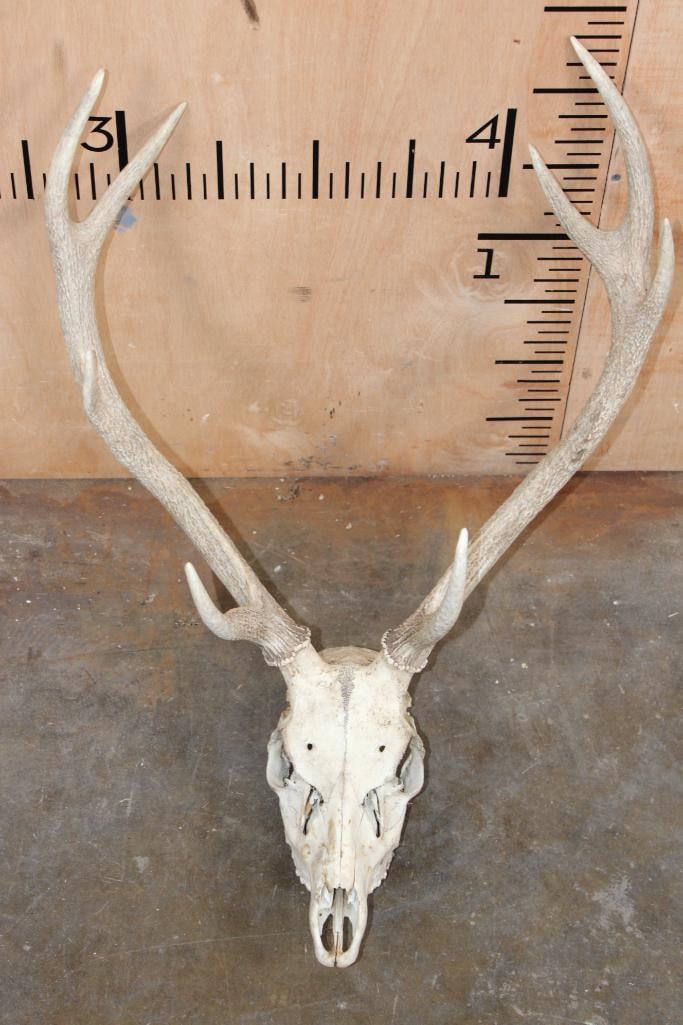8-Point SIKA DEER Skull: 8-Point SIKA DEER Skull with an 18.5" Spread. TAXIDERMY SKULLS 