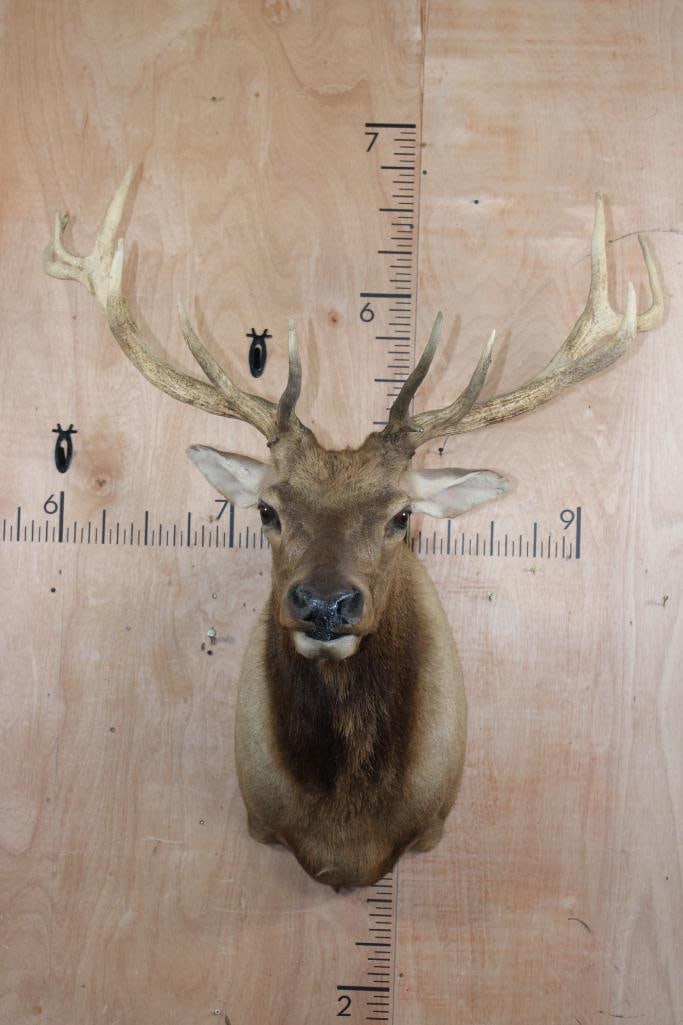 13-Point RED STAG Shoulder Mount: Nice and Newer 13-Point RED STAG Shoulder Mount. It has a 38.25" Spread and is in Good Condition. TAXIDERMY 