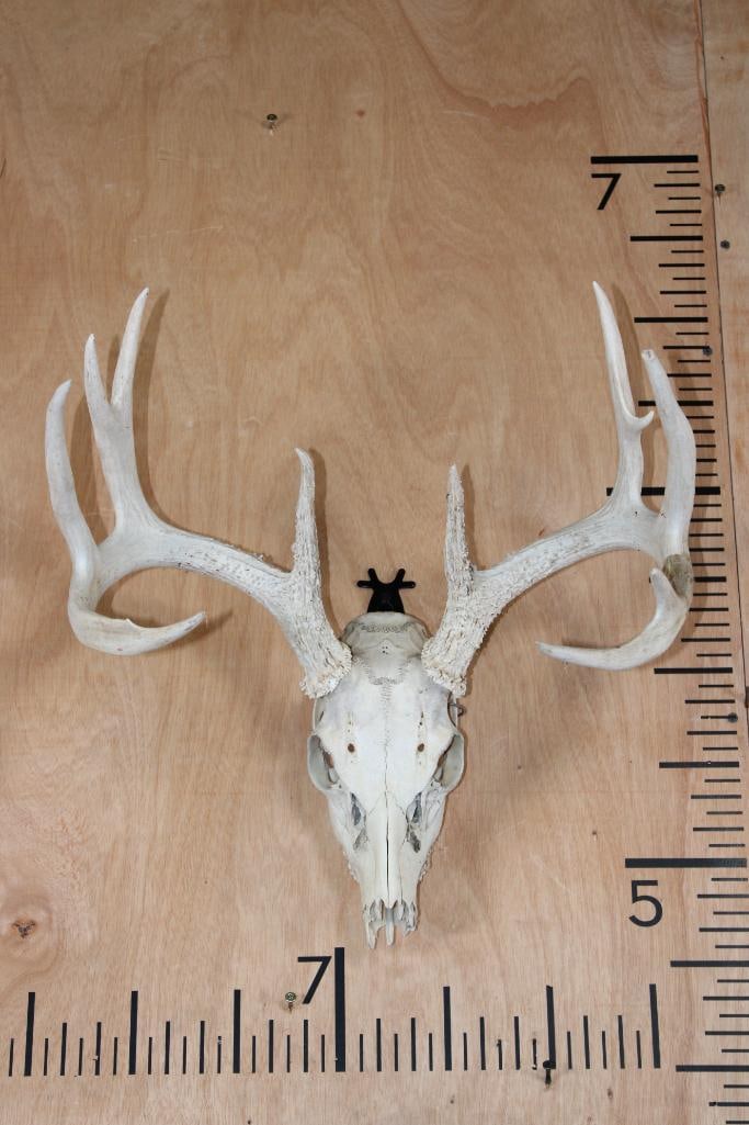 11-Point WHITETAIL DEER Skull: 11-Point WHITETAIL DEER Skull. It has a 17.5" Spread and All its Teeth. No Nose. TAXIDERMY SKULLS 