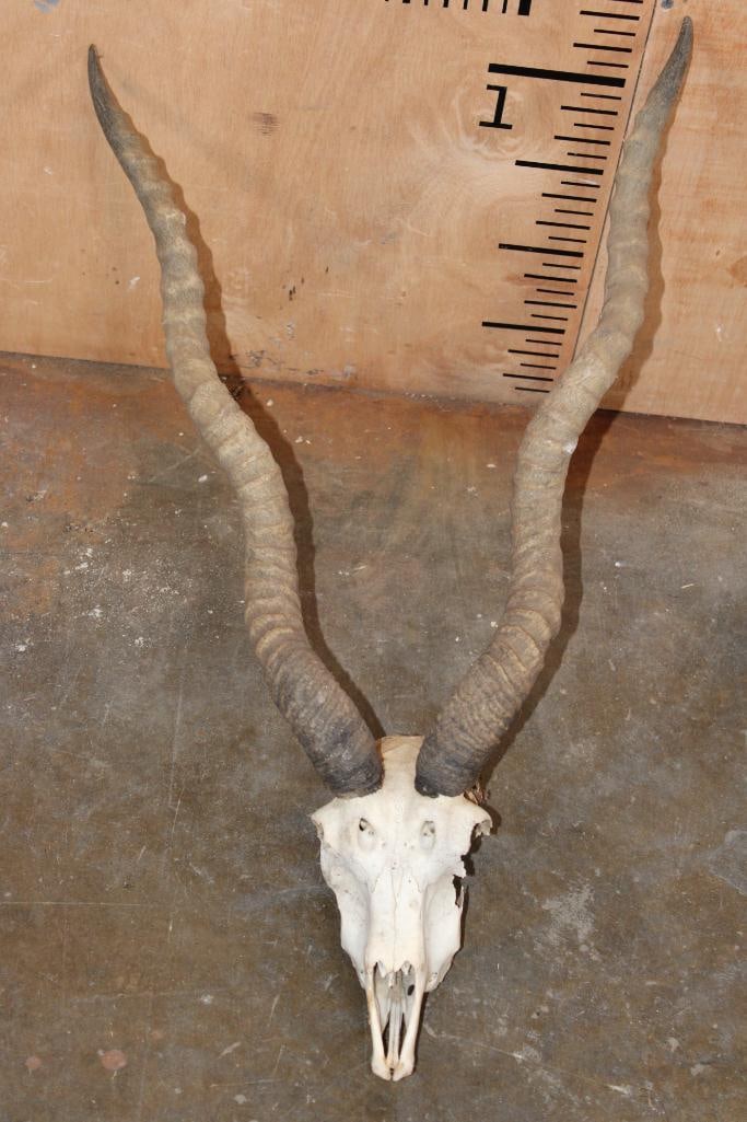 BLACKBUCK Skull with Removable Horns: BLACKBUCK Skull with Removable Horns. The Right Horn measures 24.5" and the Left Horn measures 24.25" around the spiral ridge. It has No Teeth. TAXIDERMY SKULLS 