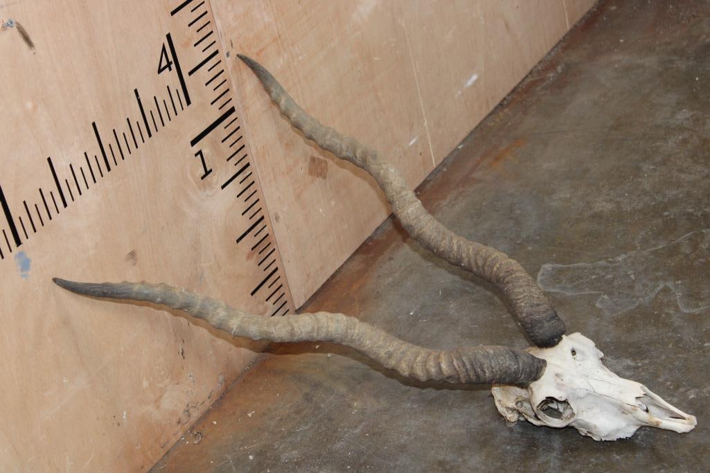 BLACKBUCK Skull with Removable Horns - 2