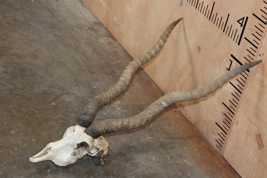 BLACKBUCK Skull with Removable Horns - 3