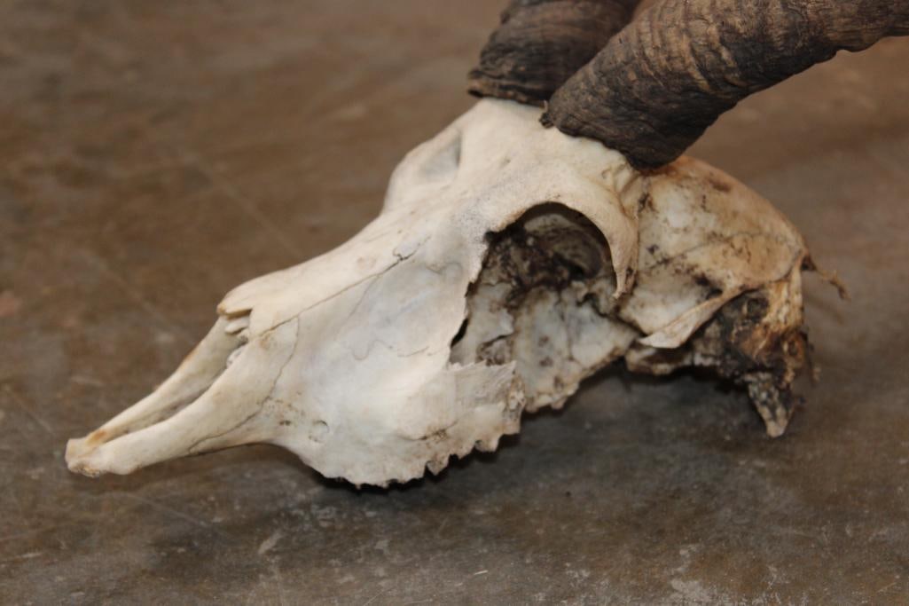 BLACKBUCK Skull with Removable Horns - 4