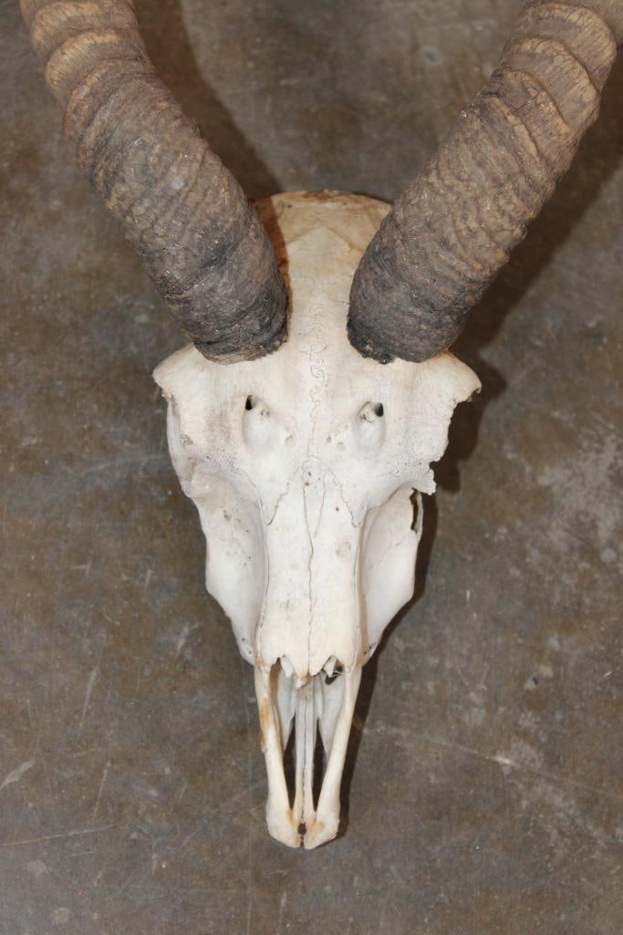 BLACKBUCK Skull with Removable Horns - 5