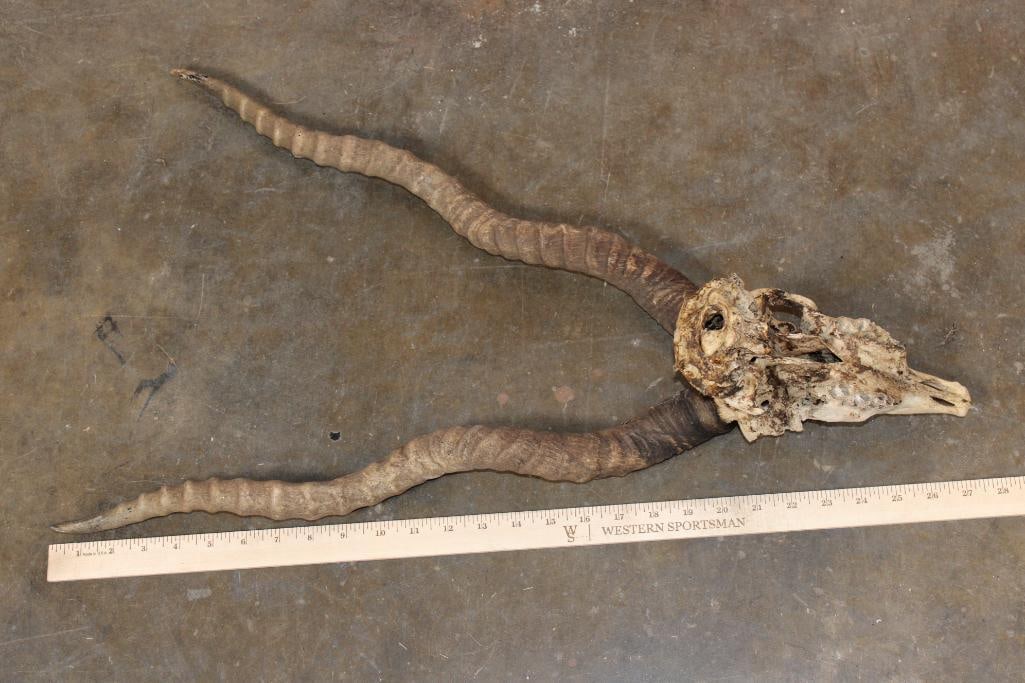 BLACKBUCK Skull with Removable Horns - 7