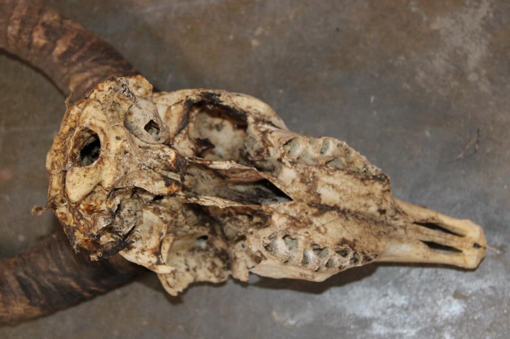 BLACKBUCK Skull with Removable Horns - 8