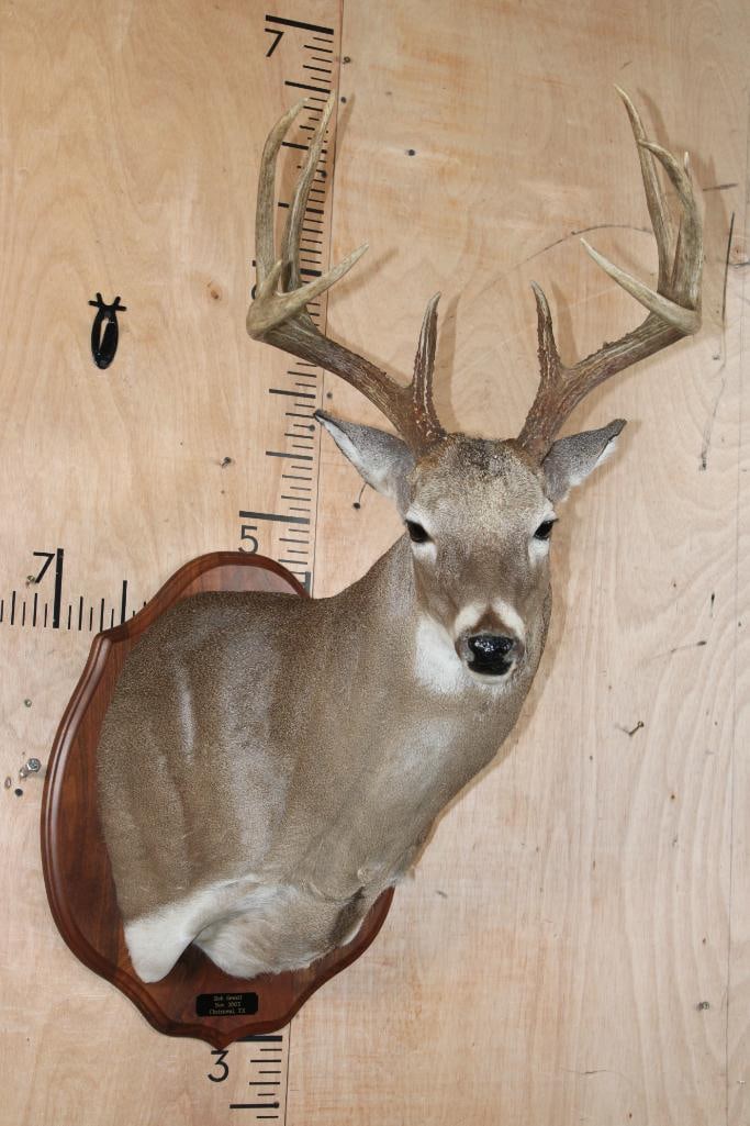 11-Point WHITETAIL DEER Shoulder Mount on a Wooden Plaque: 11-Point WHITETAIL DEER Shoulder Mount Taken in 2003. It has a 17" Spread and is mounted on a Wooden Plaque. There are some bald spots around the ears that have been touched up with paint. Otherwise,
