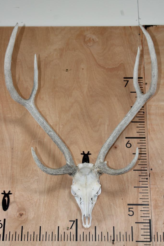AXIS DEER Skull with All its Teeth: Very Respectable AXIS DEER Skull with a 24" Spread and All its Teeth. TAXIDERMY SKULLS 