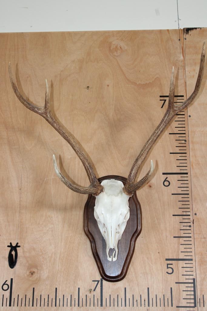 AXIS Skull on a Wood Plaque: Nice and Clean AXIS Skull on a Wood Plaque. It has a 24" Spread and All its Teeth. TAXIDERMY SKULLS 