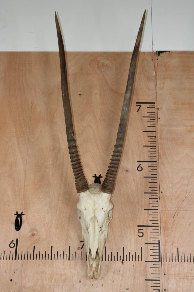 Big GEMSBOK Skull with Removable Horns: Big GEMSBOK Skull with Removable Horns. The Left Horn measures 36.5" Long and the Right Horn measures 36.25" Long. TAXIDERMY SKULLS 