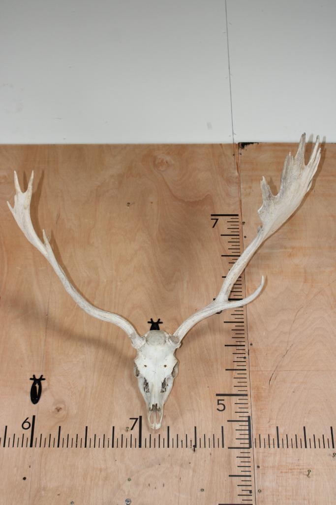 Big Left Dominant 19-Point FALLOW DEER Skull: Big Left Dominant 19-Point FALLOW DEER Skull. It has a 35" Spread and All its Teeth. TAXIDERMY SKULLS 