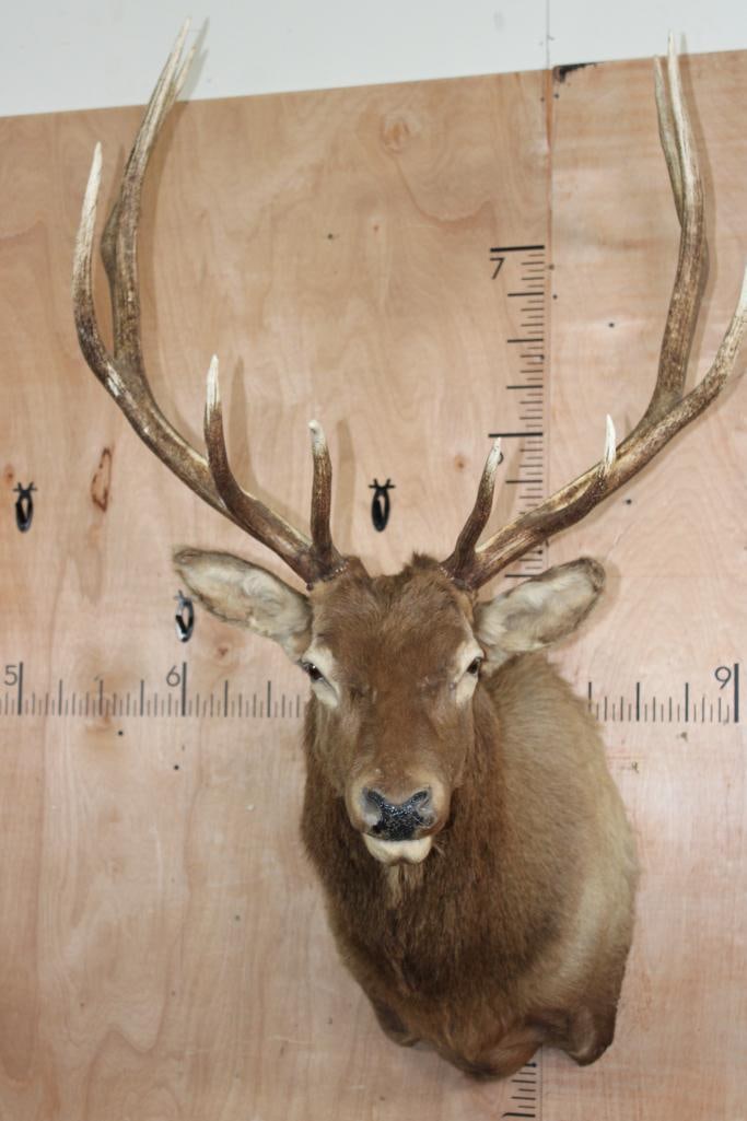 12-Point ELK Shoulder Mount: 12-Point ELK Shoulder Mount with a 33.5" Spread. This is an older mount in Good Condition. TAXIDERMY 