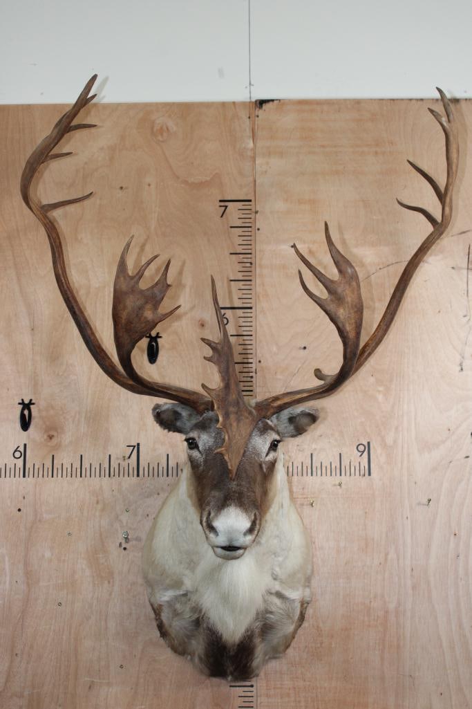25-Point CARIBOU Shoulder Mount: 25-Point CARIBOU Shoulder Mount. It has a 39" Spread, both antlers wiggle. Otherwise it is in Good Condition. TAXIDERMY 