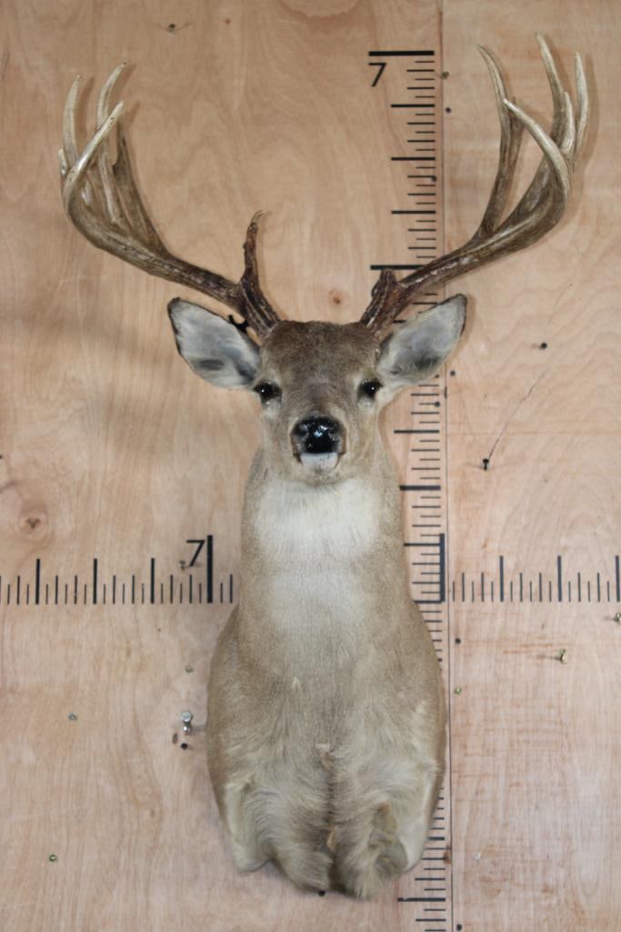 14-Point Typical WHITETAIL DEER Shoulder Mount (1 of 8)