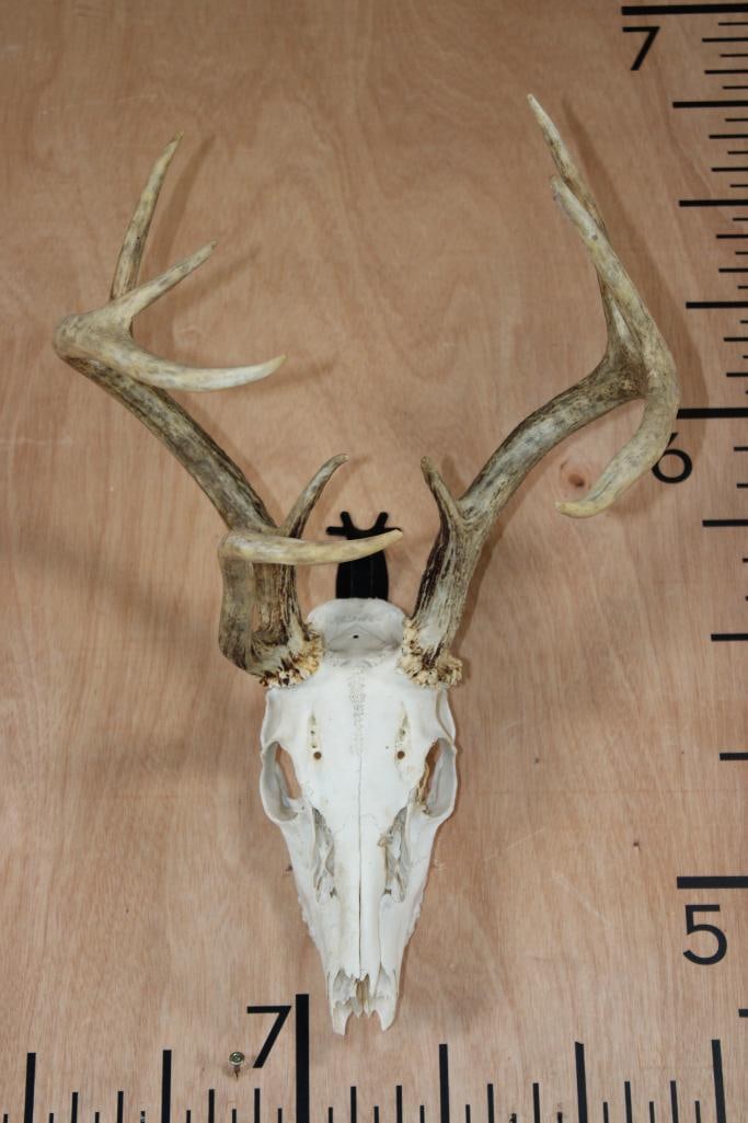 9-Point WHITETAIL DEER Skull: 9-Point WHITETAIL DEER Skull with All its Teeth and No nose cone. TAXIDERMY SKULLS 
