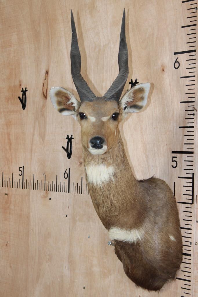 BUSHBUCK Shoulder Mount: BUSHBUCK Shoulder Mount. The Right Horn measures 13 7/8" and the Left Horn measures 13.5" arount the spiral ridge. It is in Good Condition. TAXIDERMY 
