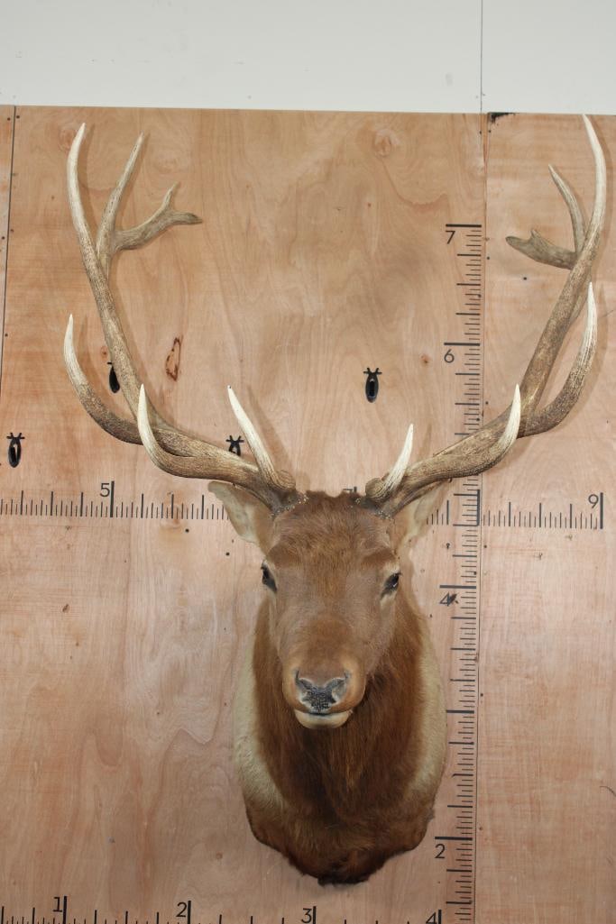 Massive 14-Point ELK Shoulder Mount: Massive 14-Point ELK Shoulder Mount. It has a 44" Spread and some cracking around the eyes. Otherwise, it is in Good Condition. TAXIDERMY 