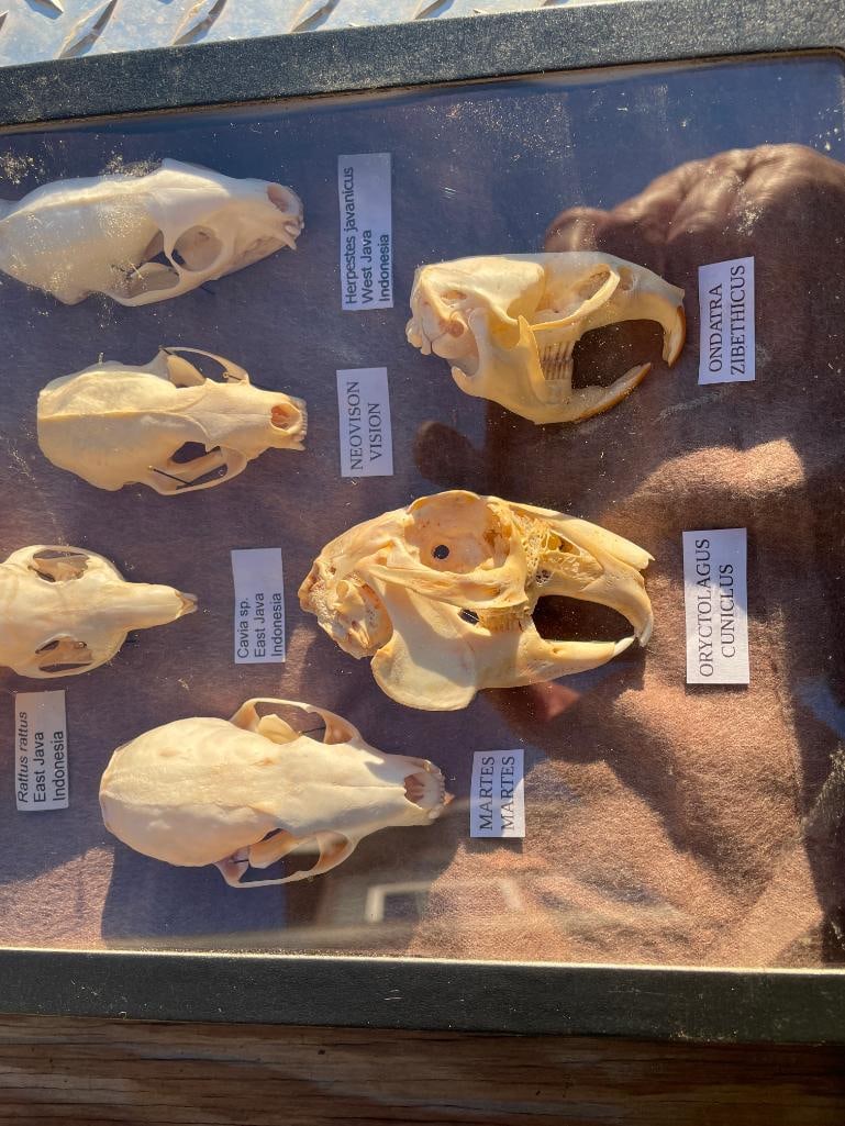 (10) Different kinds of RODENT, PINE MARTEN, MINK & SHREW Skulls with Scientific names - 3