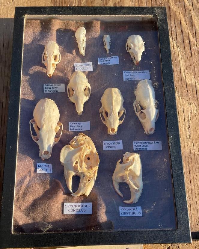 (10) Different kinds of RODENT, PINE MARTEN, MINK & SHREW Skulls with Scientific names - 4