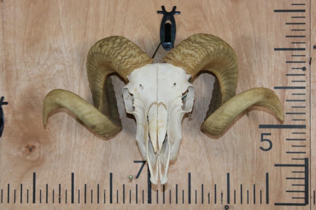 CORSICAN SHEEP RAM Skull: CORSICAN SHEEP RAM Skull with All its Teeth. The Right Horn measures 27 1/8" Long and the Left Horn measures 26 5/8" Long. TAXIDERMY SKULLS 