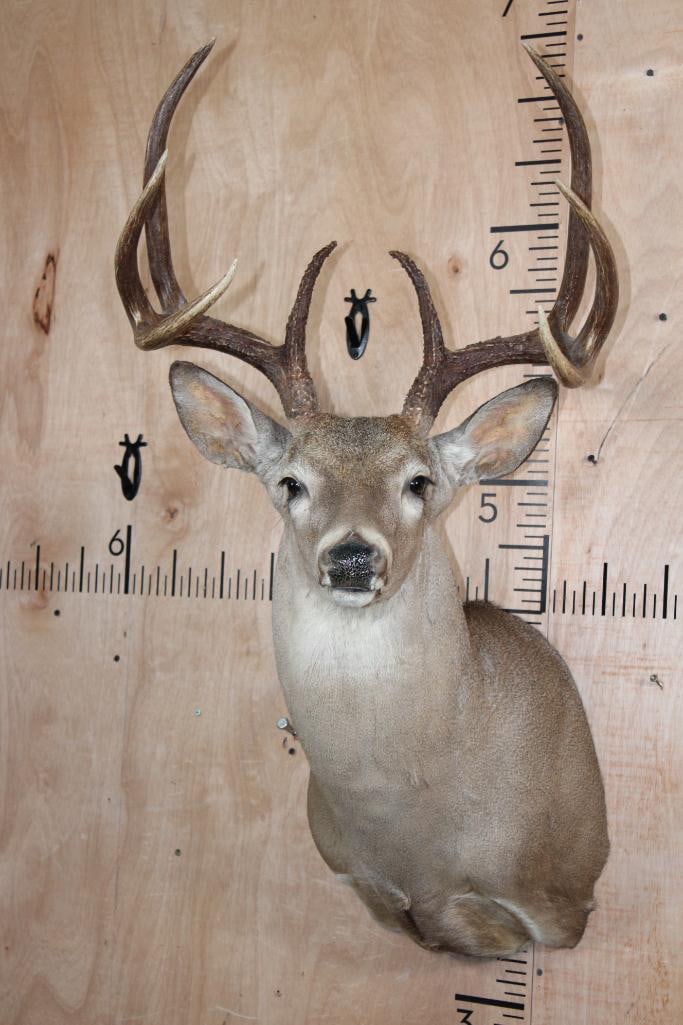 8-Point WHITETAIL DEER Shoulder Mount (1 of 7)