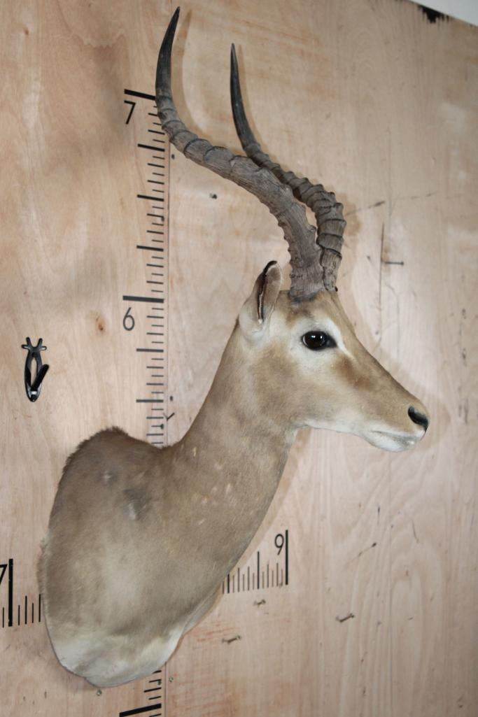 IMPALA Shoulder Mount - 3