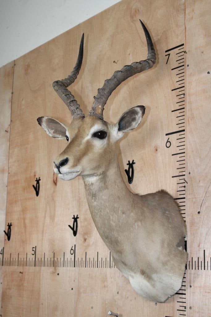 IMPALA Shoulder Mount - 4