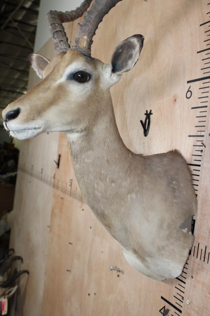 IMPALA Shoulder Mount - 5