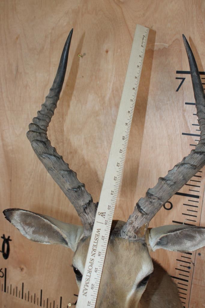 IMPALA Shoulder Mount - 9