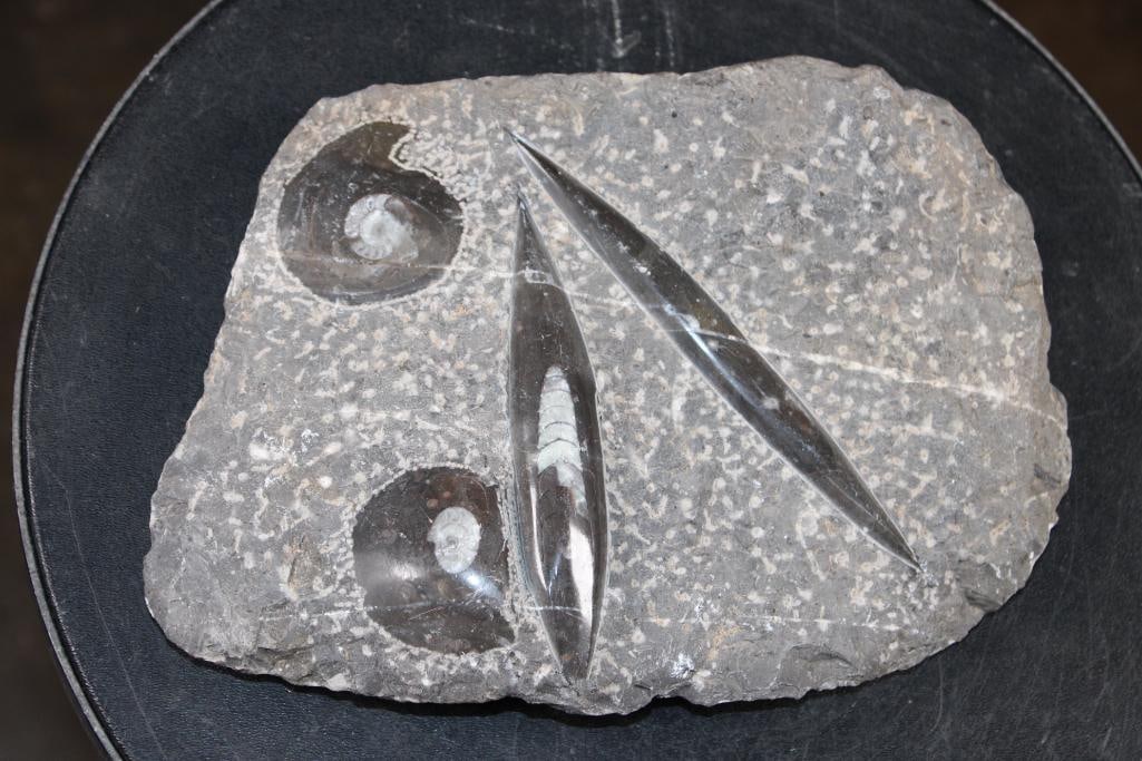 2 ORTHOCERAS and 2 AMMONITES in a Fossil Matrix: 2 ORTHOCERAS and 2 AMMONITES in a Fossil Matrix from Morocco. It measures 9.5" Long x 6.5" Wide x 1.5" Thick and Weighs 4 lbs 9 oz. ROCKS FOSSILS MINERALS 