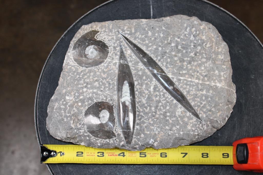 2 ORTHOCERAS and 2 AMMONITES in a Fossil Matrix - 2