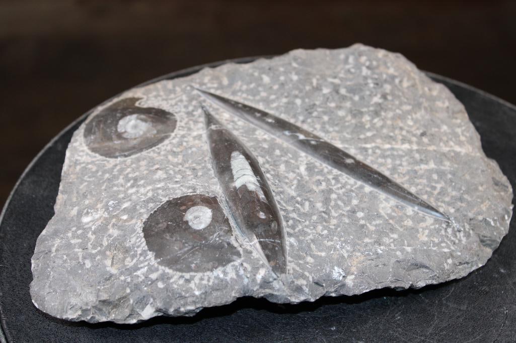 2 ORTHOCERAS and 2 AMMONITES in a Fossil Matrix - 3