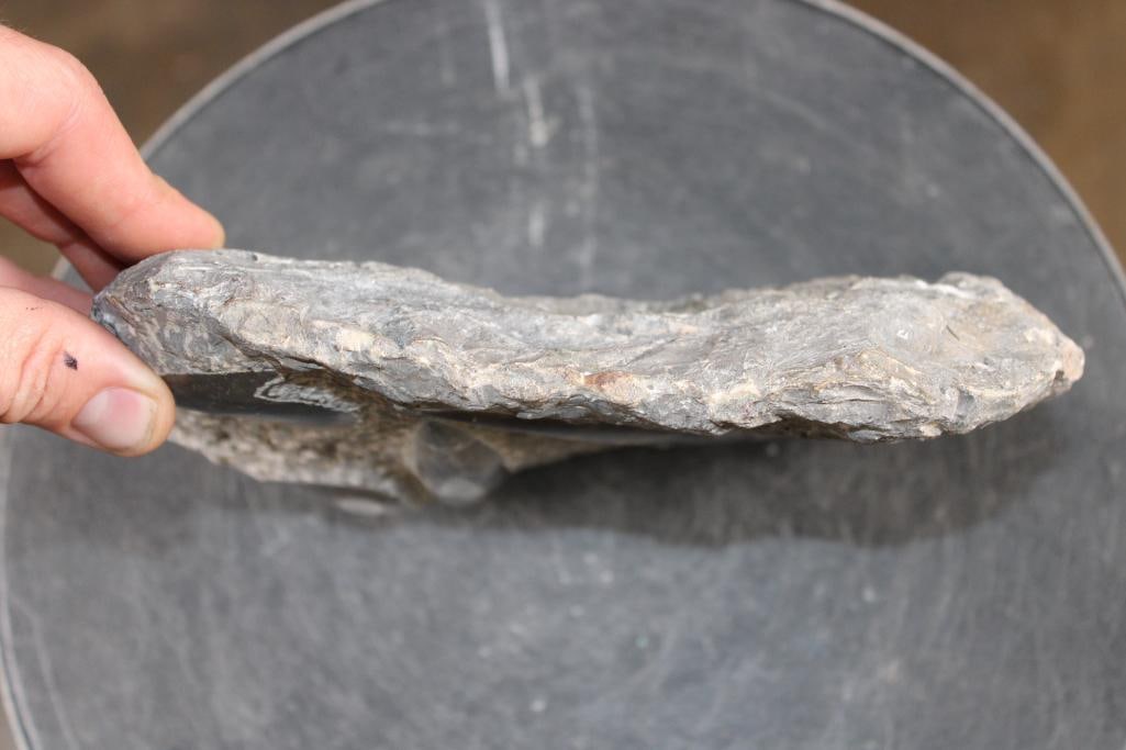 2 ORTHOCERAS and 2 AMMONITES in a Fossil Matrix - 6