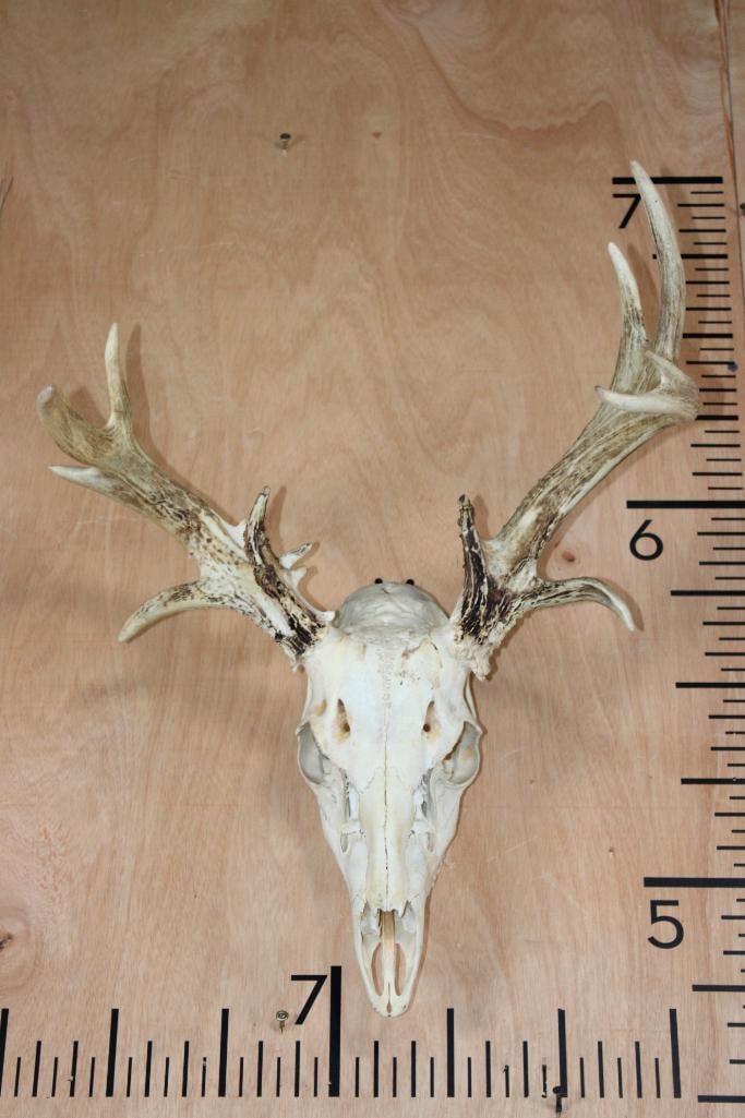 Non-Typical 13-Point WHITETAIL DEER Skull: Non-Typical 13-Point WHITETAIL DEER Skull with All its Teeth. TAXIDERMY SKULLS 